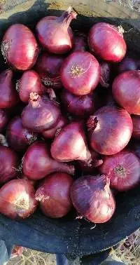 Egyptian Red Onions
