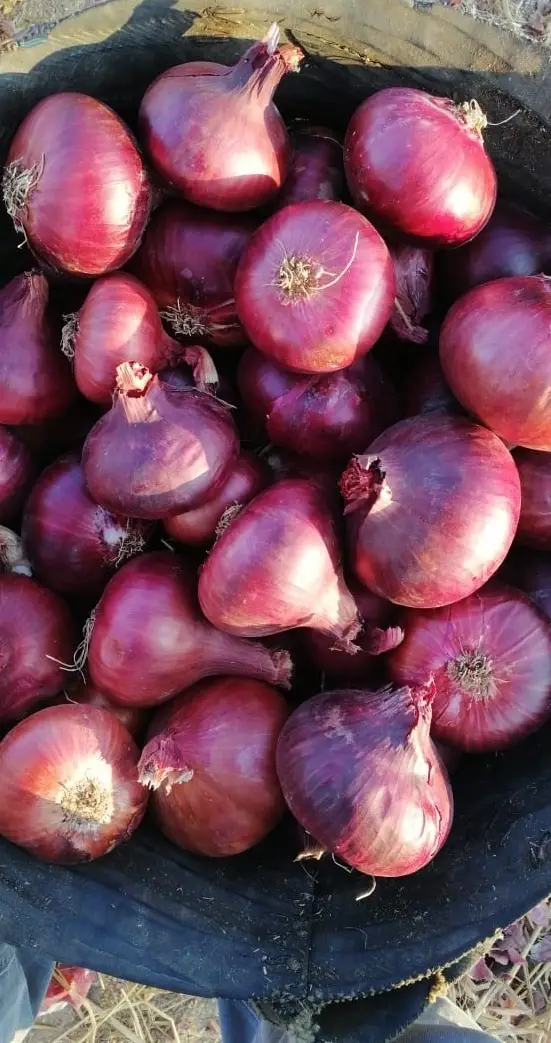 Egyptian Red Onions