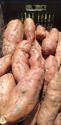 Egyptian Sweet Potatoes