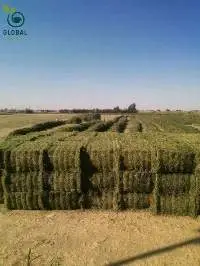 Alfalfa Hay