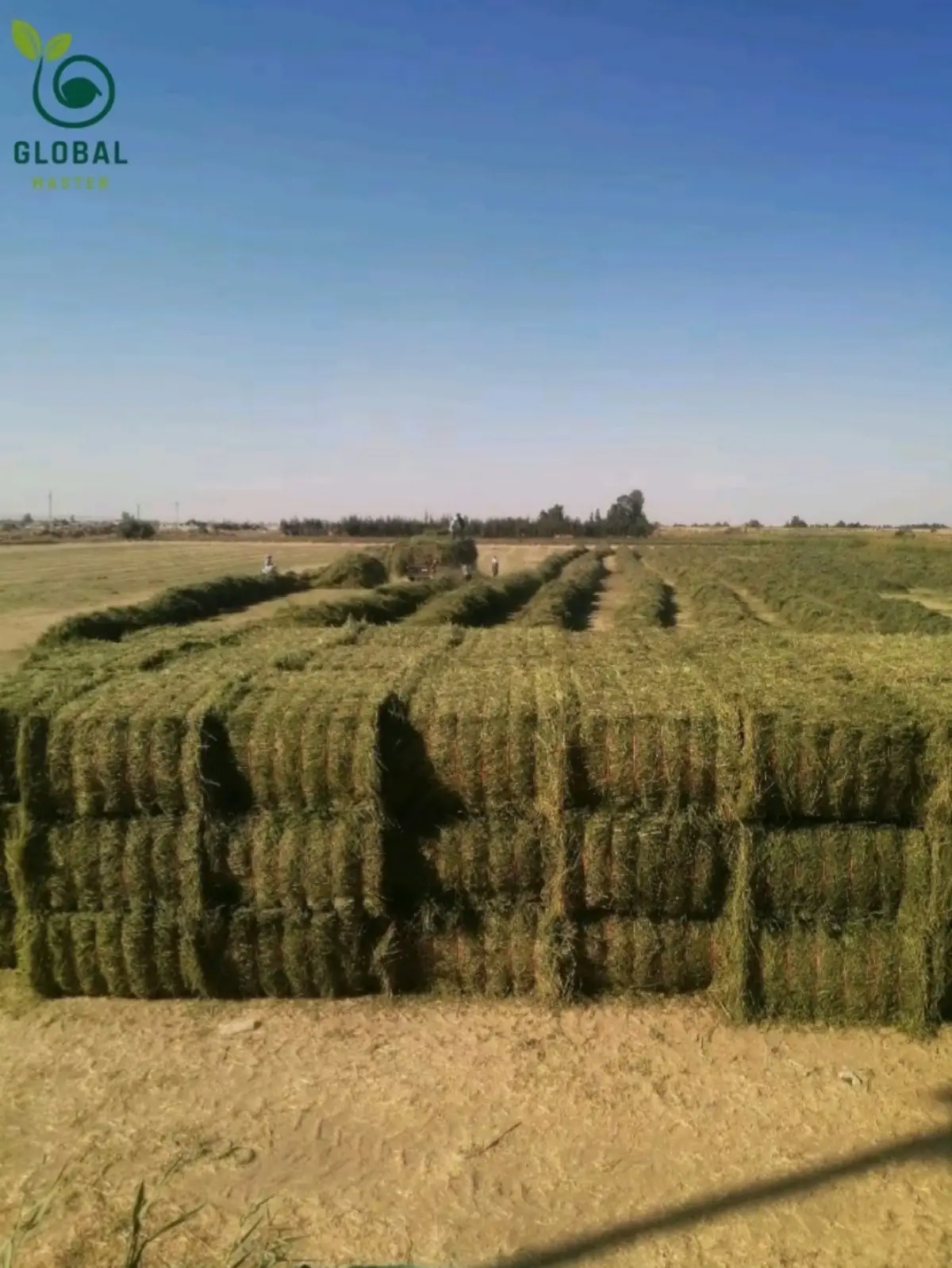 Alfalfa Hay