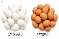 Fresh Chicken Eggs White & Brown Eggs