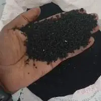 Black Cumin Seed Oil