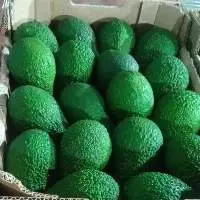 Fresh Avocado