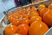 Persimmon