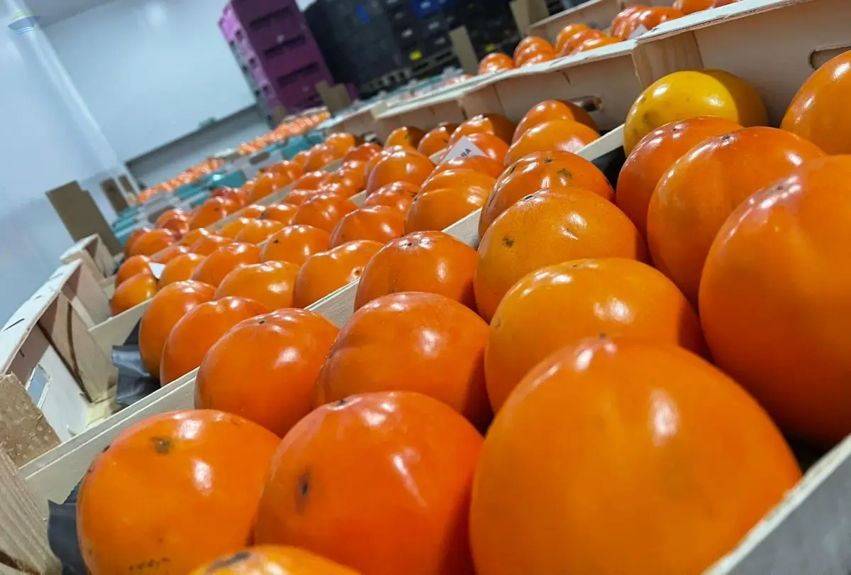 Persimmon