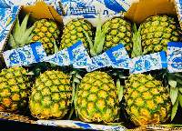 Fresh Pineapple