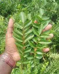 Fresh Curry Leaves