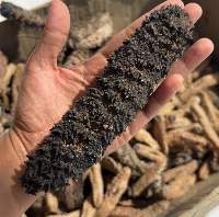 Blue Pineapple Sea Cucumber