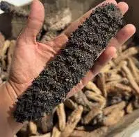 Blue Pineapple Sea Cucumber
