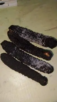 Spiny Golden Sea Cucumber