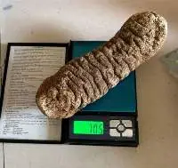 Golden Sea Cucumber