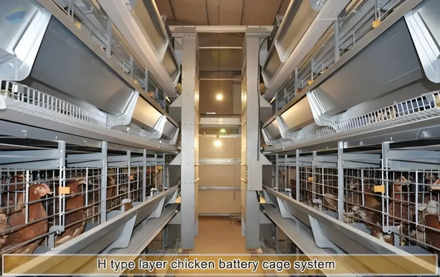H Type Layer Rearing System