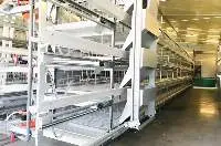 H Type Broiler Battery Cage System