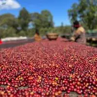 Ethiopian Yirgacheffe Green Coffee Beans