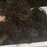 Dried Gracilaria Seaweed