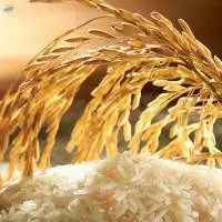 Parboiled Rice