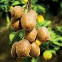 Kiwi