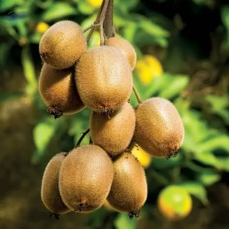 Kiwi