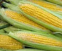 Fresh And Tender Golden Sweet Corn