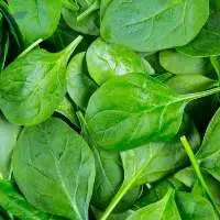 Farm Fresh Naturally Grown Green Spinach