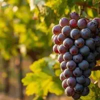 Fresh Premium Quality Seedless Grapes 