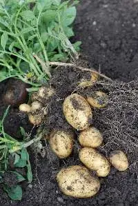 Potato