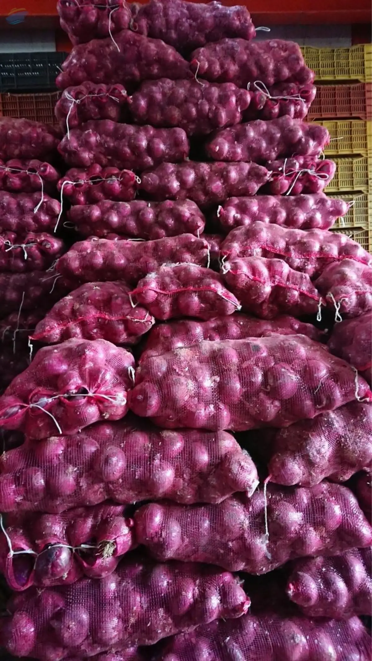 Onion