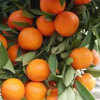 Orange (Kinnow)