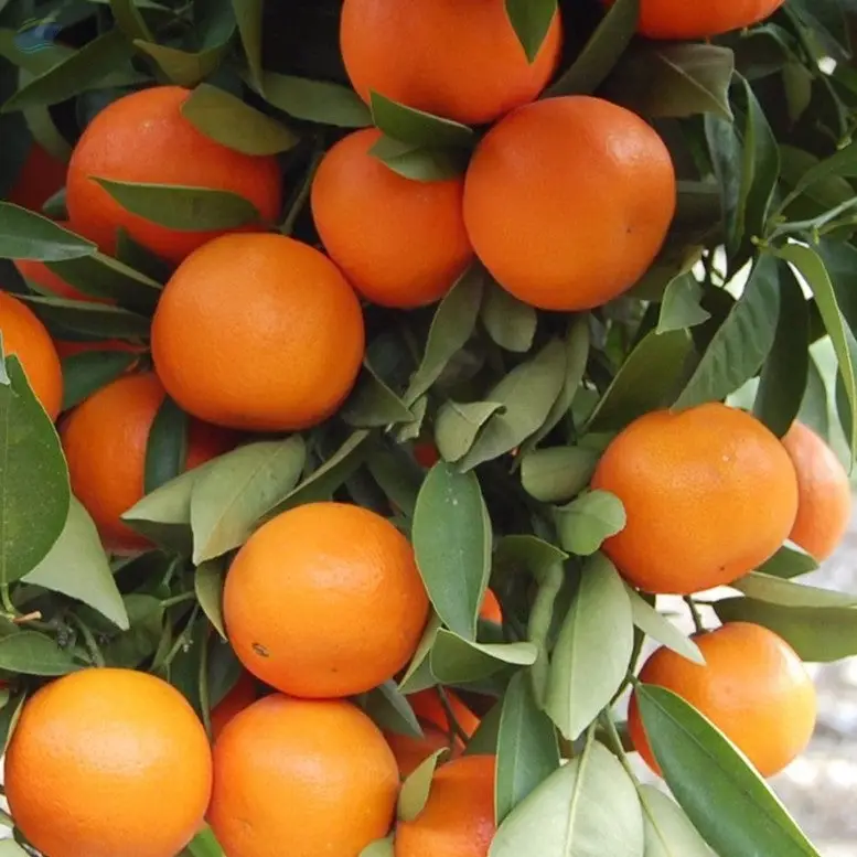 Orange (Kinnow)