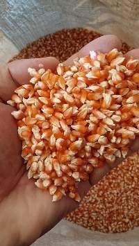 Yellow Maize