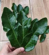 Kaffir Lime Leaves