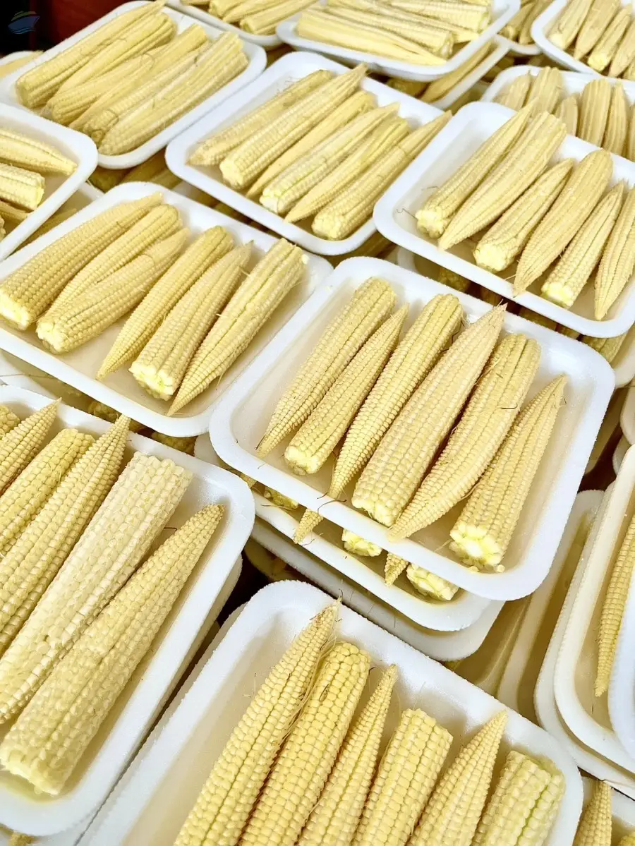 Baby Corn