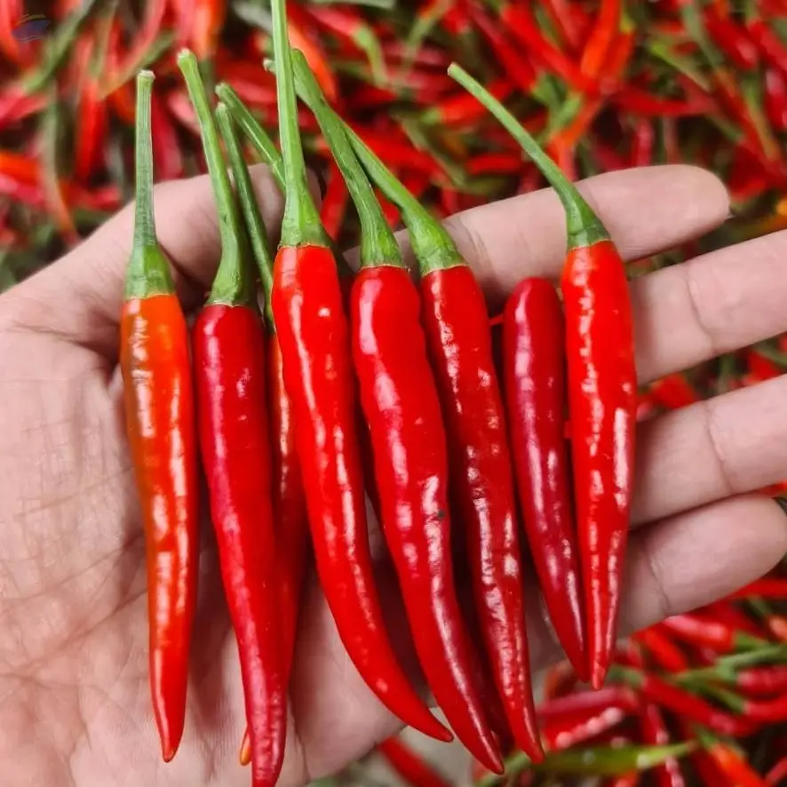 Small Red Chili