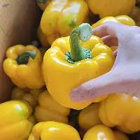 Yellow Capsicum (Yellow Bell Pepper)