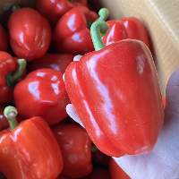 Red Capsicum (Red Bell Pepper)