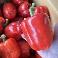 Red Capsicum (Red Bell Pepper)