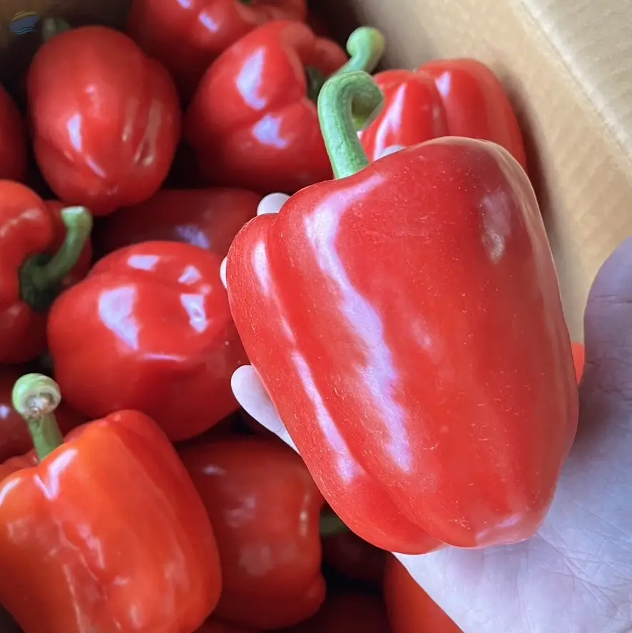 Red Capsicum (Red Bell Pepper)