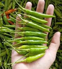 Hmong Chili (Cili Api Kampung )
