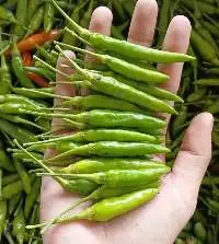 Hmong Chili (Cili Api Kampung )