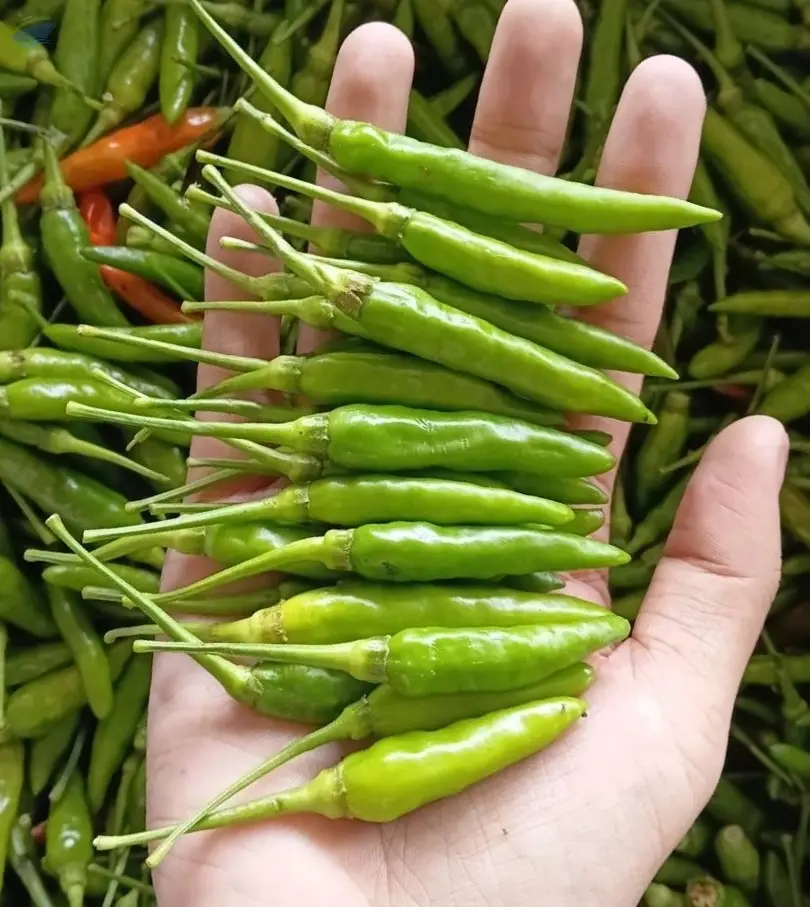 Hmong Chili (Cili Api Kampung )