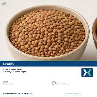Natural Whole Lentils Bulk Export Supply