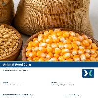 Premium Animal Feed Corn Export Quality