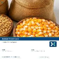 Premium Animal Feed Corn Export Quality