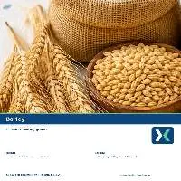 Premium Indian Barley Grain Export Quality