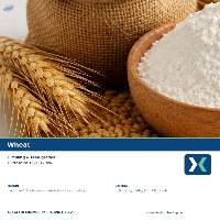 Premium Indian Wheat Grain Export Quality
