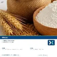 Premium Indian Wheat Grain Export Quality