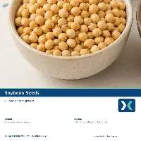 Premium Indian Soybean Seeds Export Quality