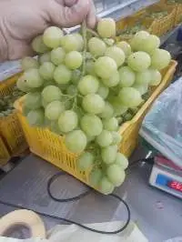 Very High Quality - Supreme Table Grapes