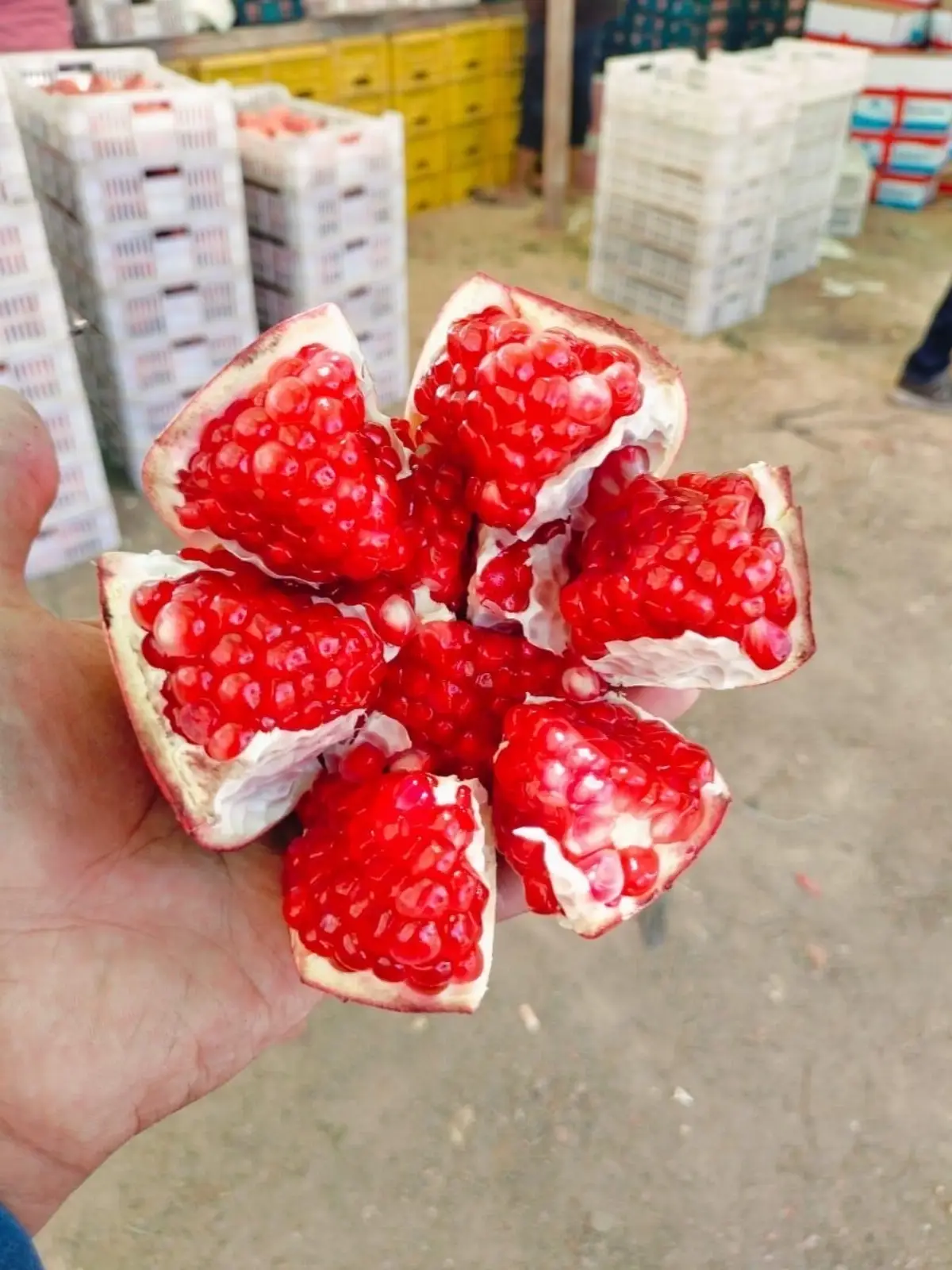 Premium Quality Egyptian Pomegranate
